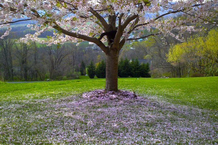 Der 1. PodcastTalk: Sina, die zweifache Erkrankung und Heilung vom Hodgin Lymphom