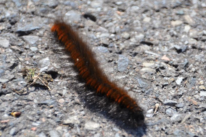 Diagnose Krebs und Jetzt?