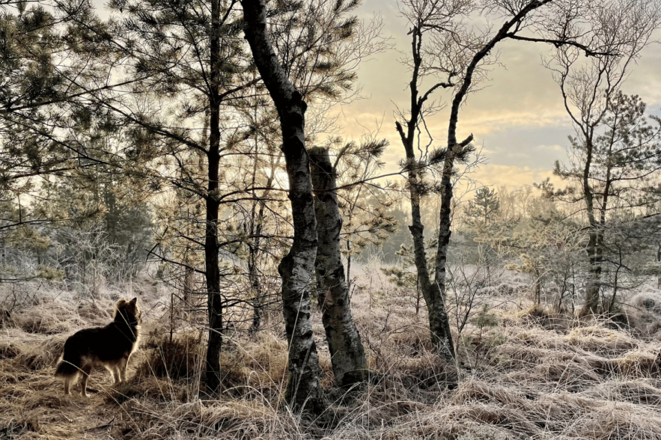 Polli Design Ohne Titel Aspect Ratio