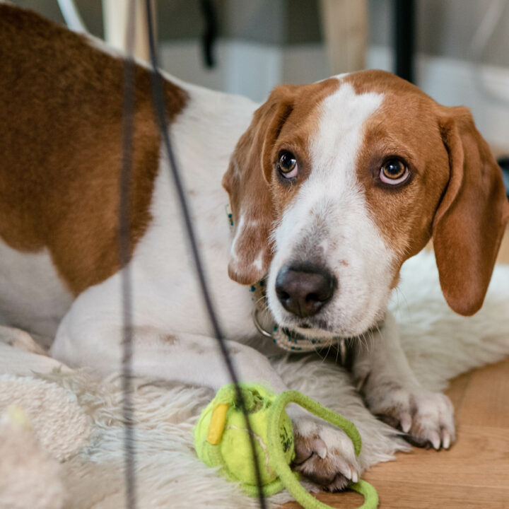 Hund mit Tennisball