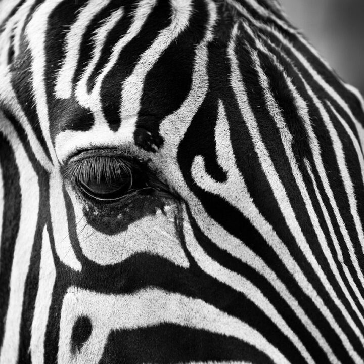 Zebrafighter - mein Kampf gegen unheilbaren neuroendokrinen Bauchspeicheldrüsenkrebs