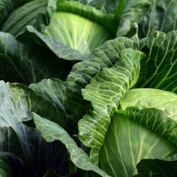Uncategorized White Cabbage _